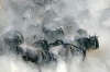 C2068 Wildebeest mara river  England.jpg